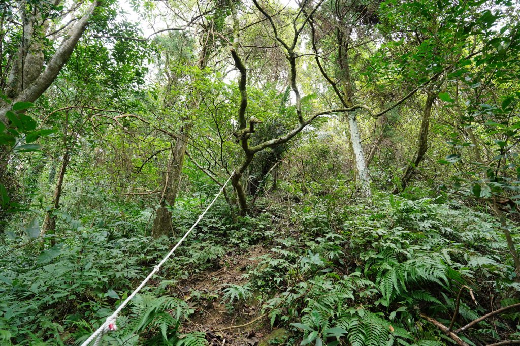 新竹 關西玉山、赤柯山、東獅頭山、西獅頭山、馬福山_2665895