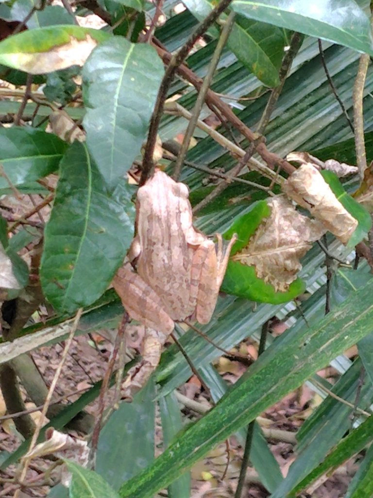 大棟山系南段 水利古道西口 上 竹高崙山 連走 鳥子嶺 坑仔內山 大崖山 下 龍目井農場_2953126