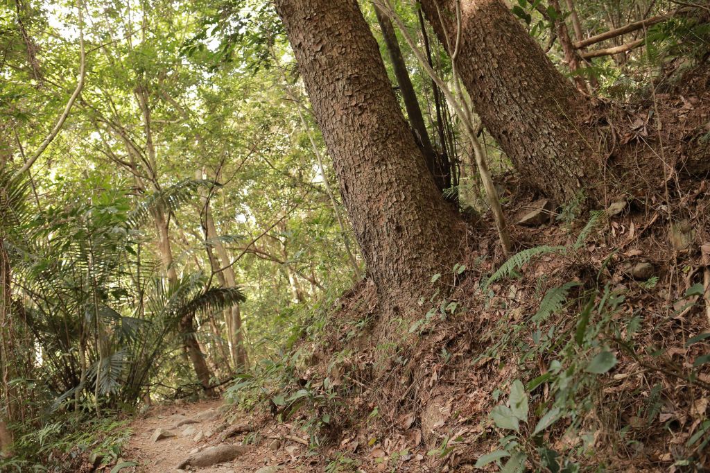 谷關七雄：東卯山_187604