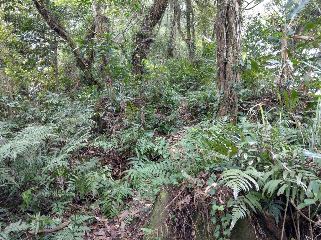 登桃園石門山(小百岳)&下石門水庫_870427