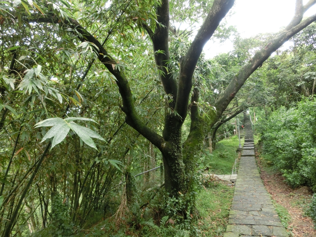 飛龍步道．石獅腳步道．樟樹步道_93097