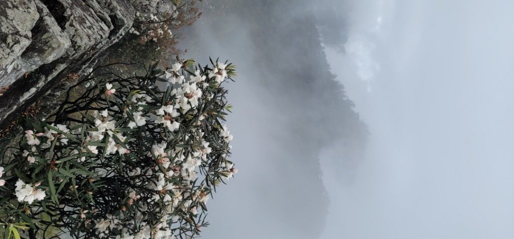 收集小百岳 039 捎來鳶嘴O行走 20220417(一)_1790851