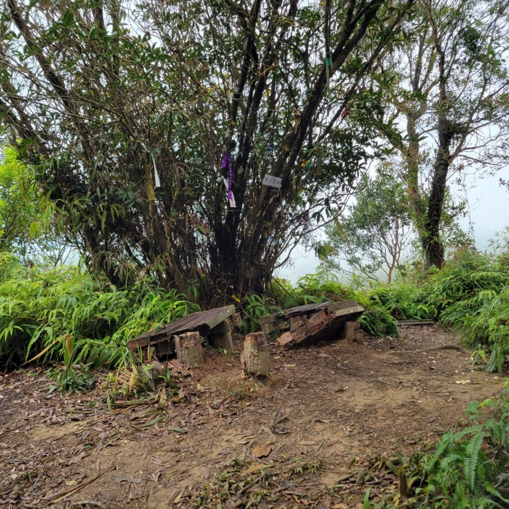 出關古道（十分崠段）_1899432
