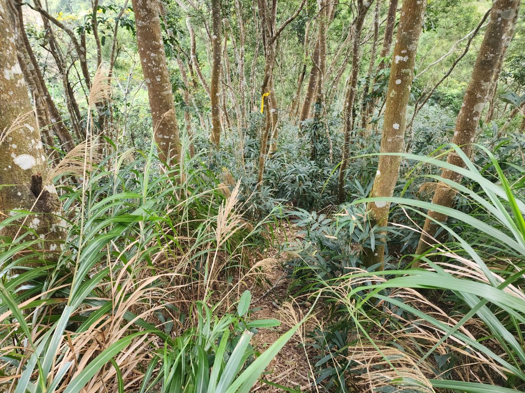 20241222二載山與大橫屏山南峰(追加鹽菜甕山、鹽菜甕下山)_2721499