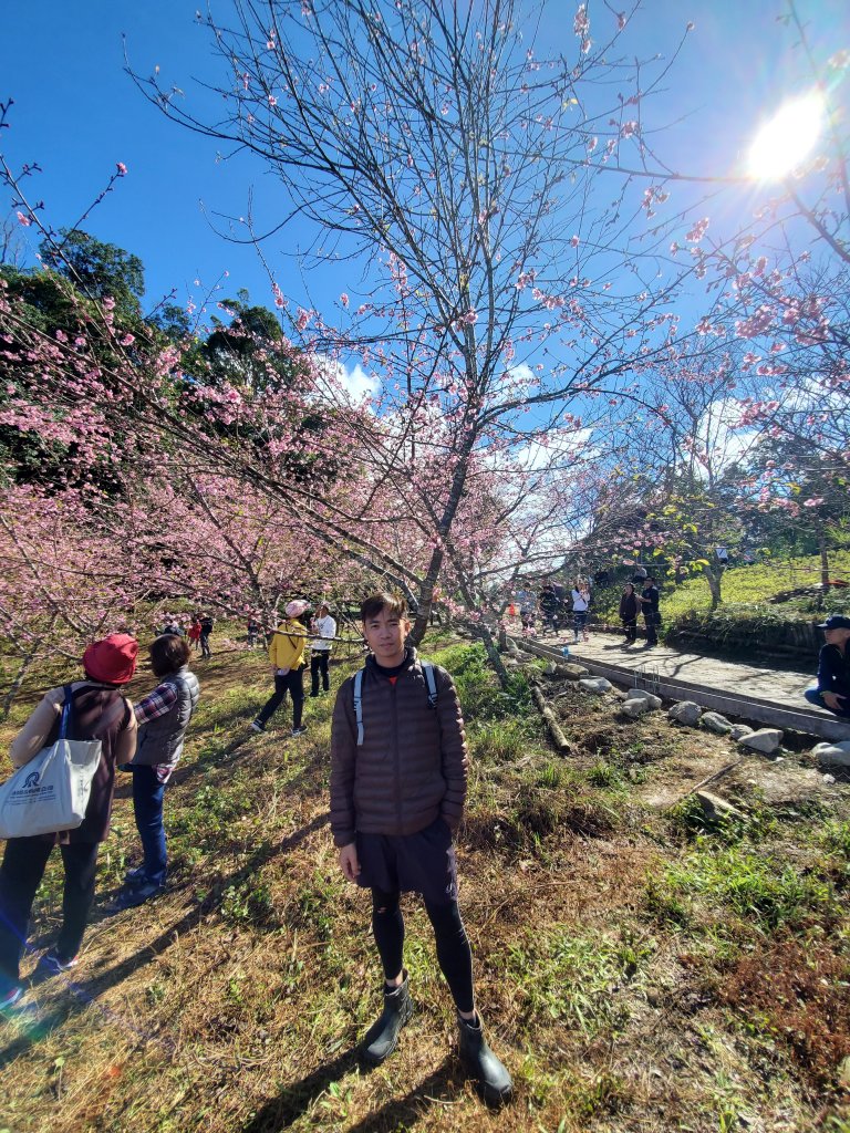 藤枝山+櫻花公園賞櫻花_798364