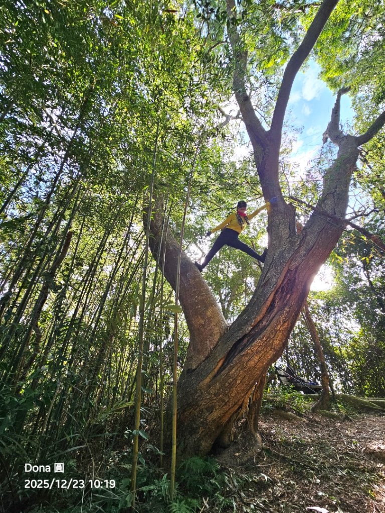 20251223芎林文林古道O走+雞寮坑山+芎林顯伯公野餐封面圖