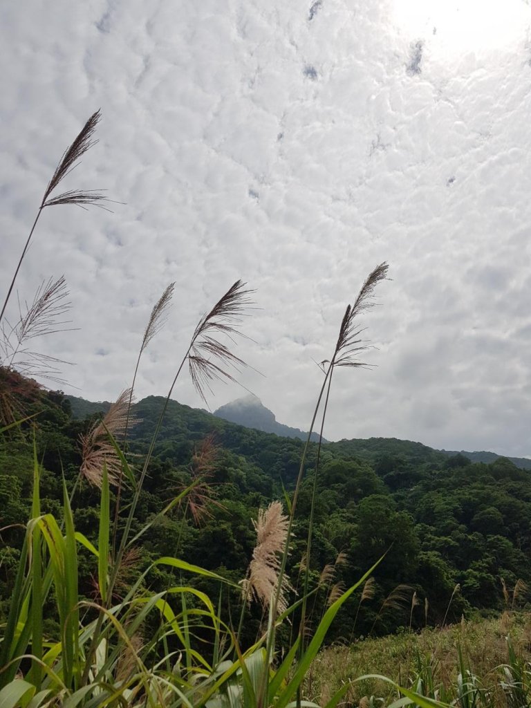 苗栗泰安虎山封面圖