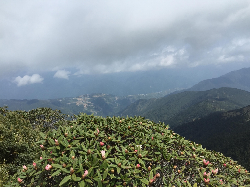 合歡山的玉山杜鵑 慘_17744