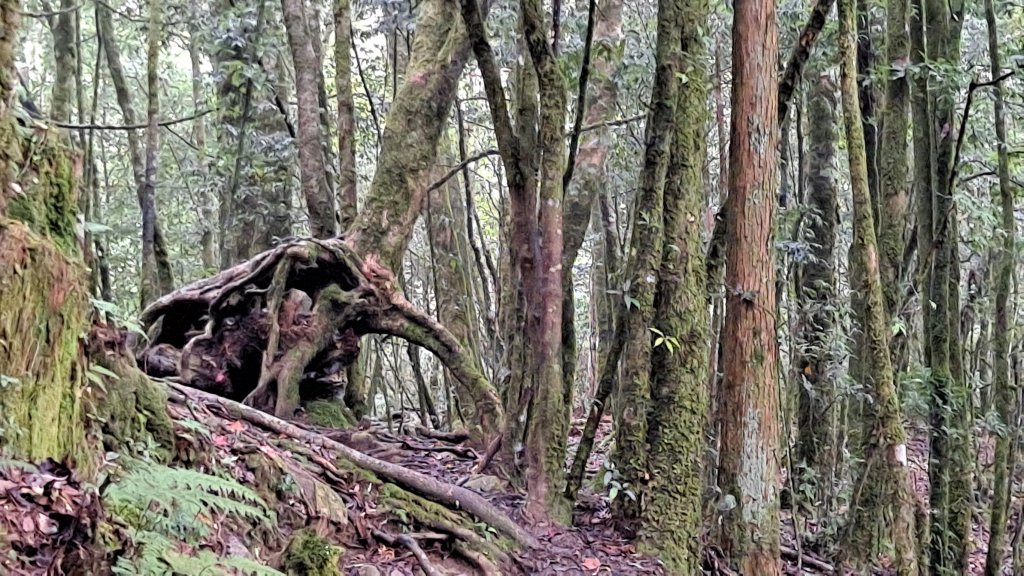 小百岳#39_鳶嘴稍來︳大象出沒封面圖