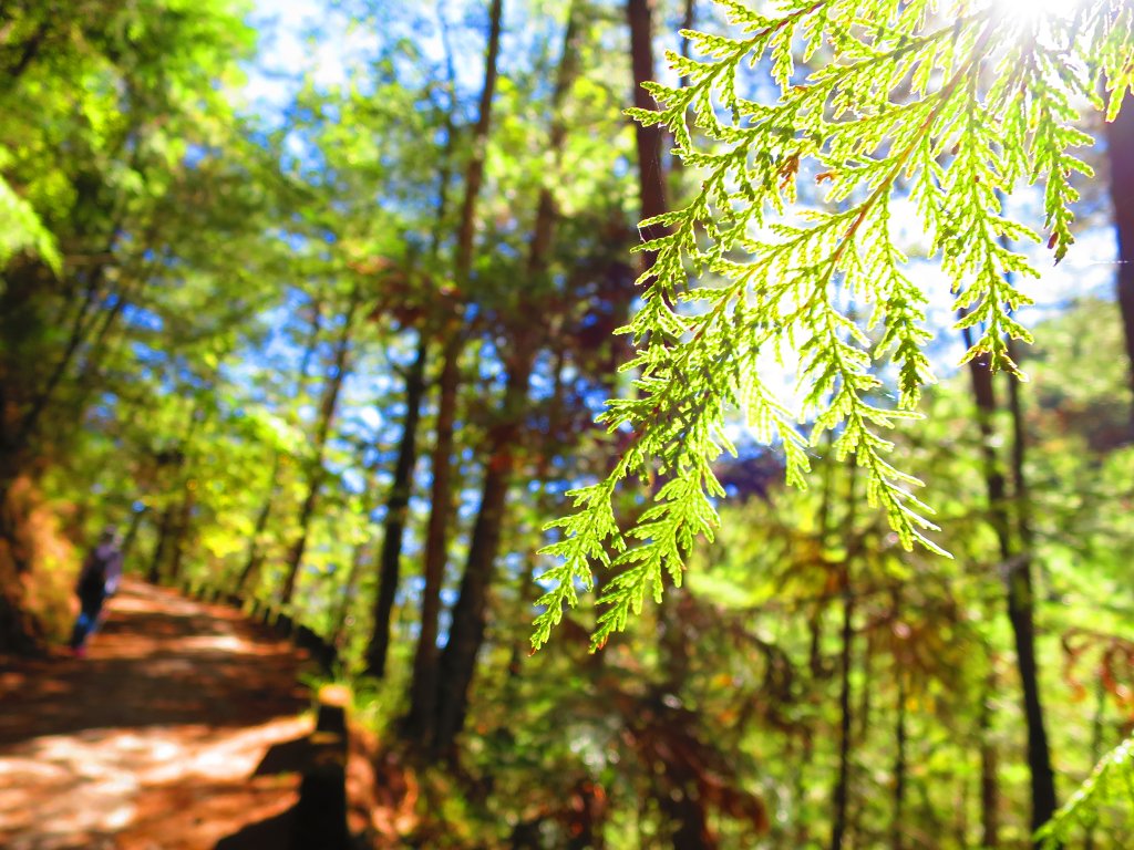 如童話般的森林步道-武陵桃山瀑布步道封面圖