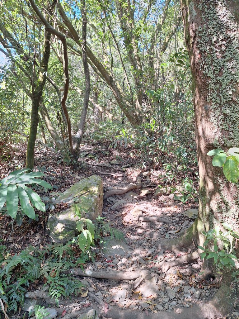 德文山(觀望山)20260105_2978649