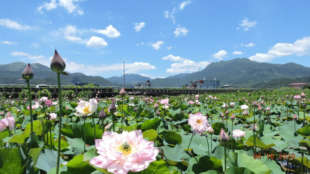 陽金公路之花蝶戀_999148