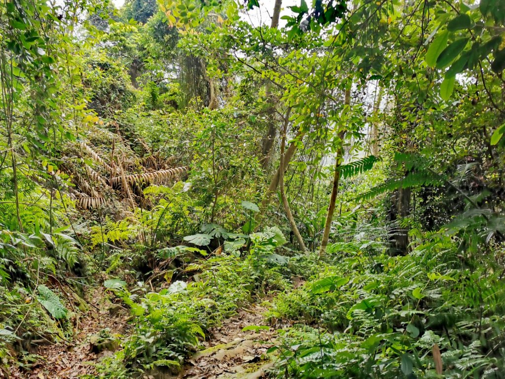 20200306石牛山_870306