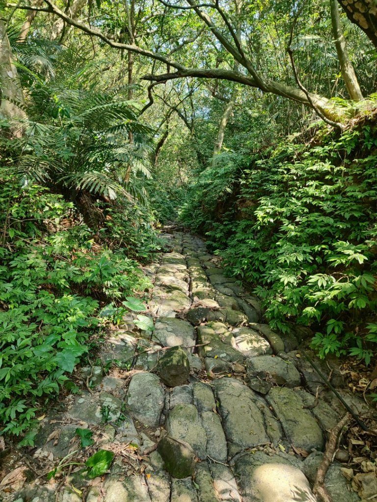 龍洞灣岬步道-蚊子坑山-北勢坑古道_2981940