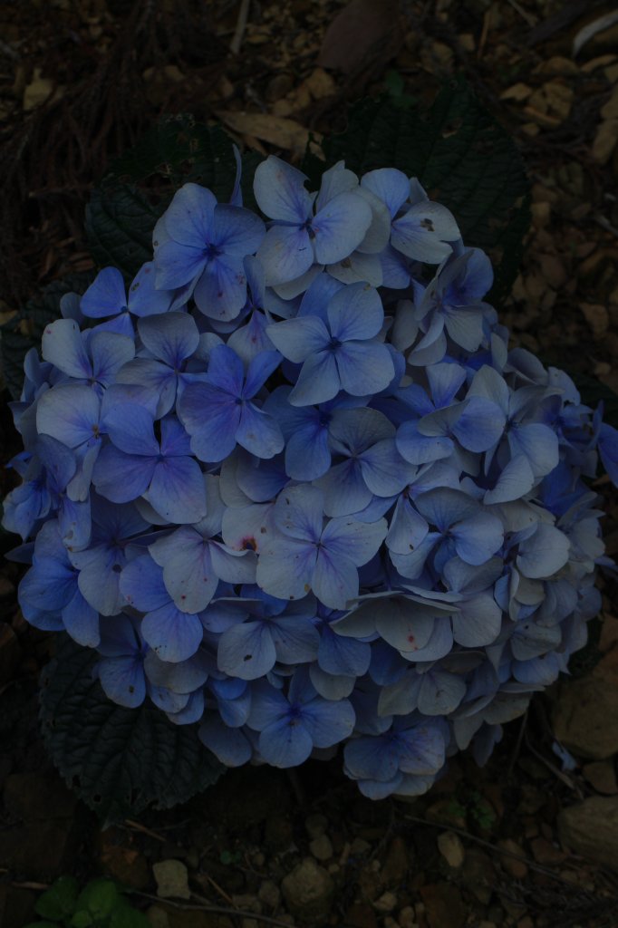 雲林．古坑雲嶺之丘&杉林步道2023/07/15_2238608