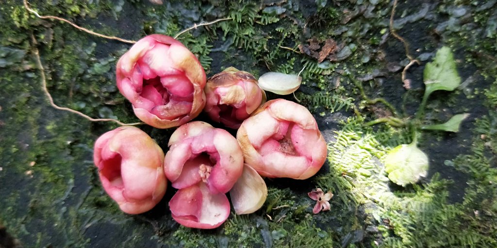 202102 三峽動物縱走小O繞_1278858