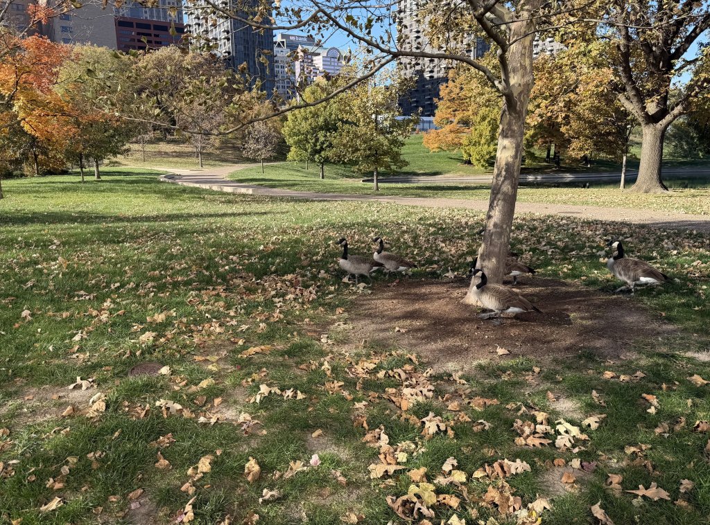 [紐約馬之行-53] 2025_1112 聖路易斯拱門_2953423