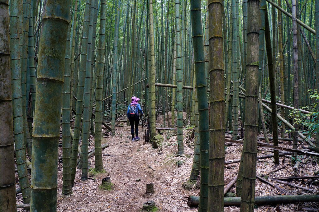 台中和平長壽山(肥崠山)_939459