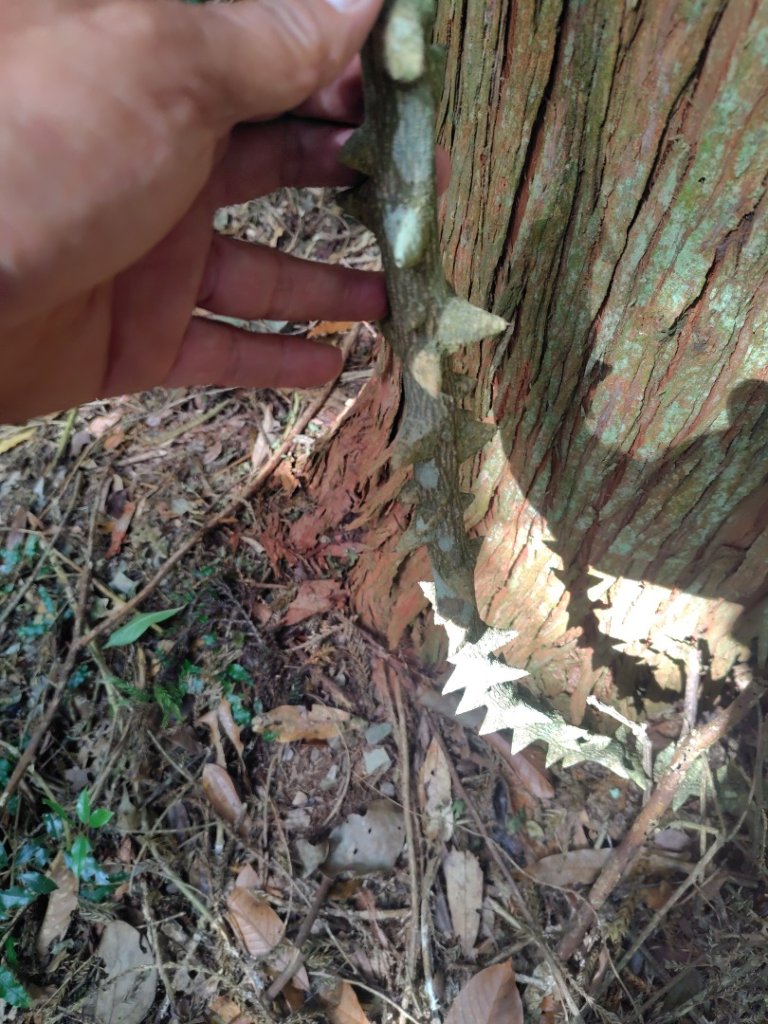 多納六秀 京大山_2957534