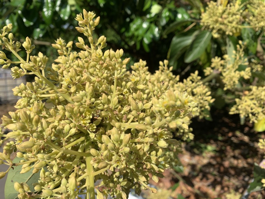 20250322南投松柏坑山-大棚山_2745832