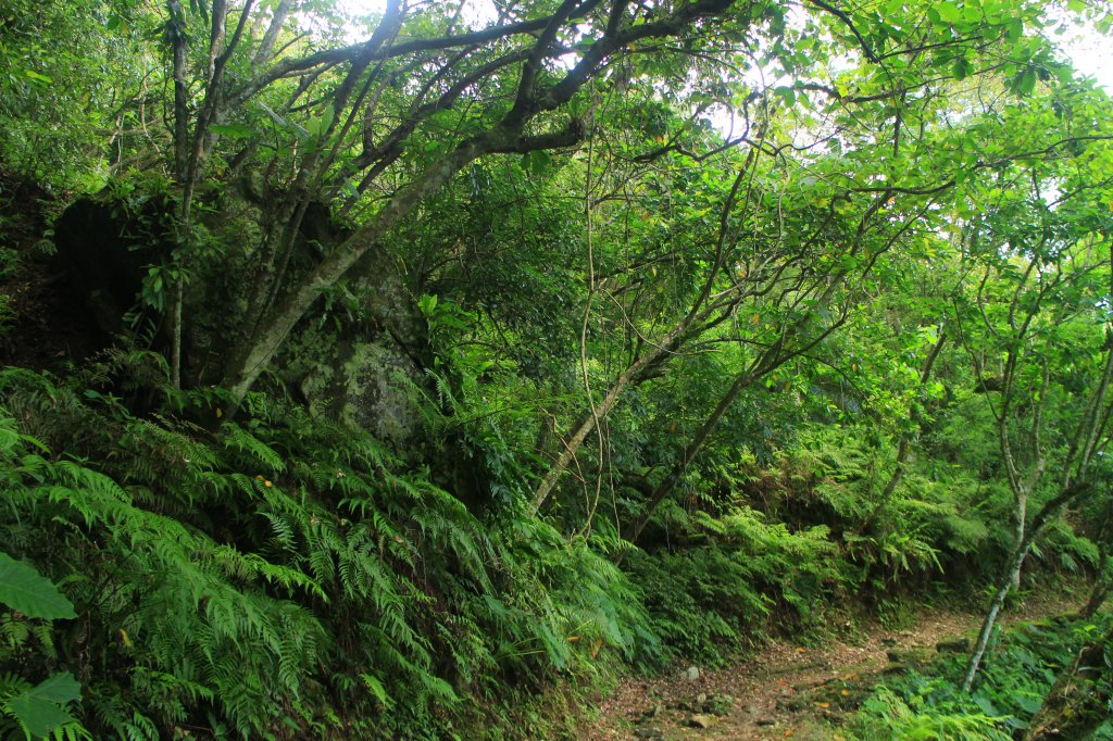 花蓮．佐倉 撒固兒步道2023/04/29_2164661