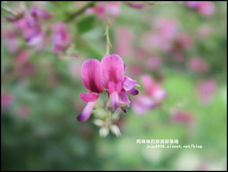 苗栗。深山裡的哈比丘超夢幻迷你童話小屋_691506