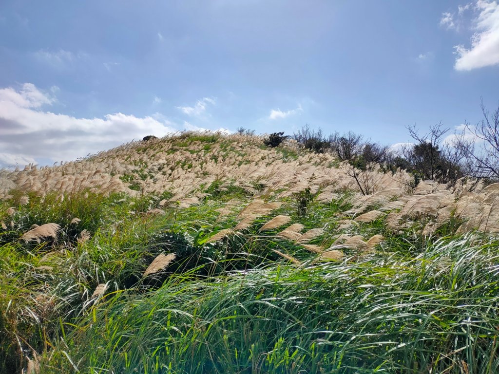 ［擎天崗環形步道］［頂山石梯嶺步道］_2357864