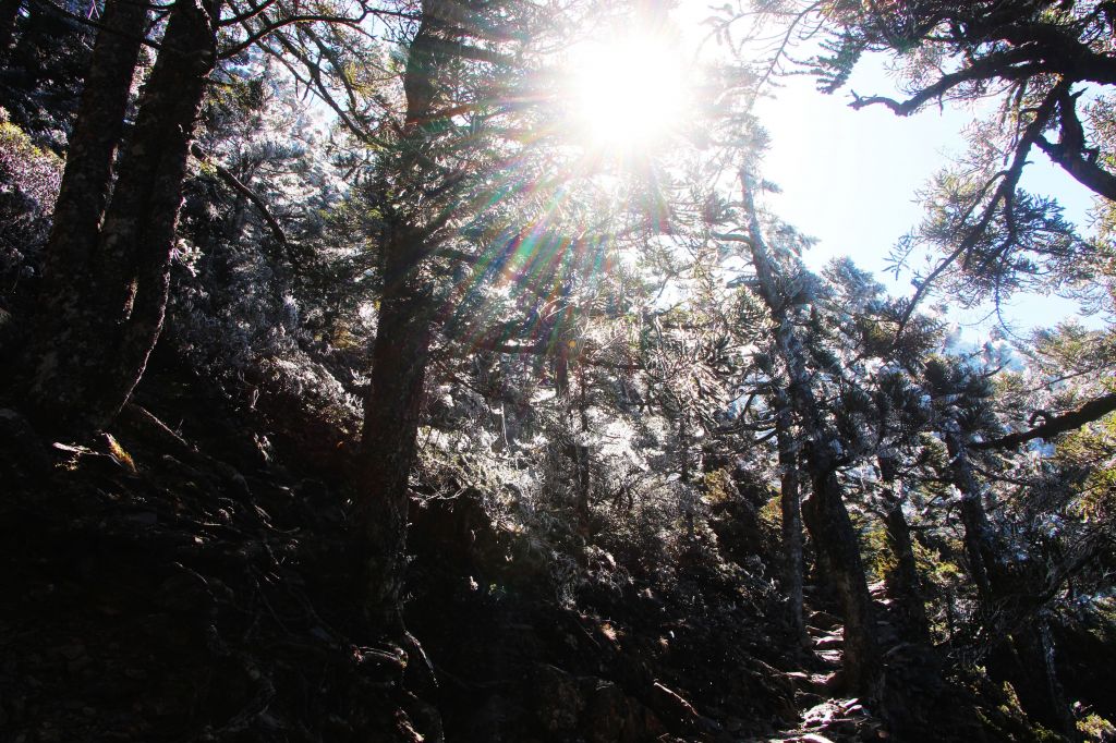 難忘 玉山行 ~ 封存美麗的印記 ... _176722
