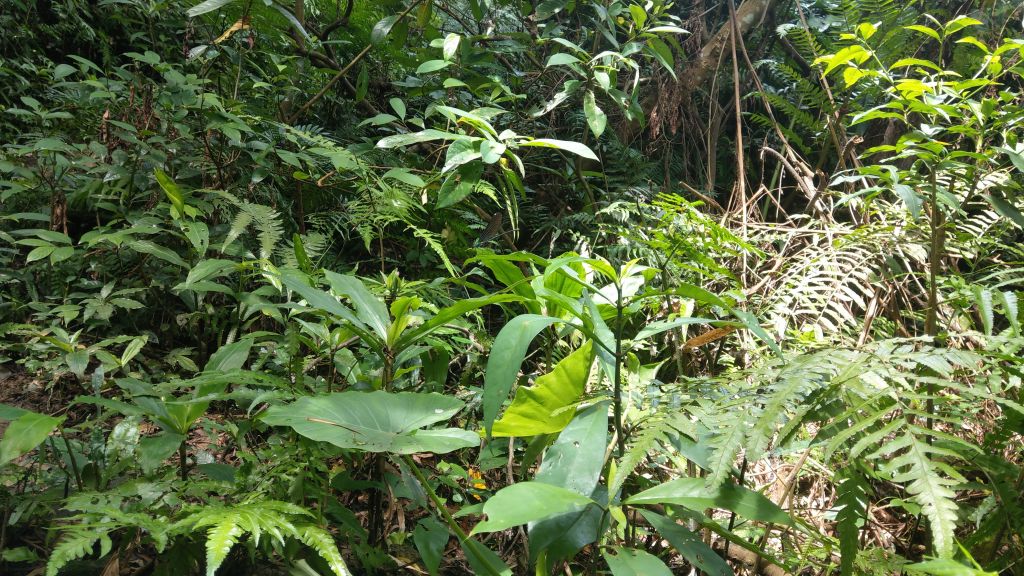 新溪洲山之樂_400383