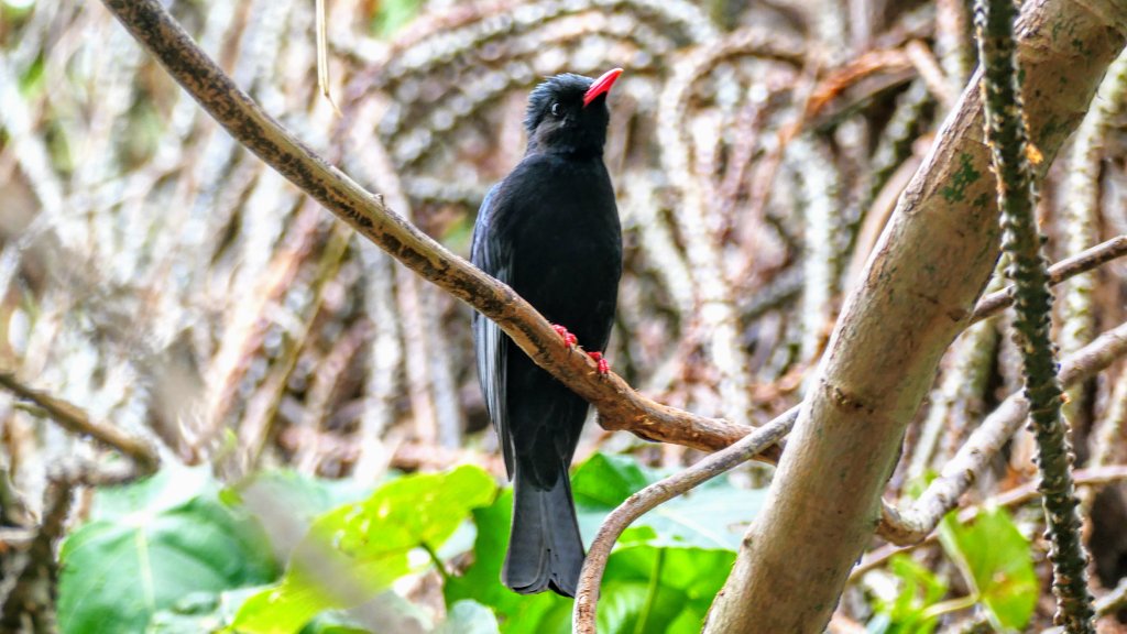 三層崎的呢喃_2692185