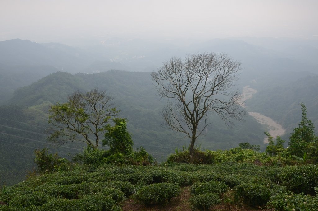 後棟仔山_1230526