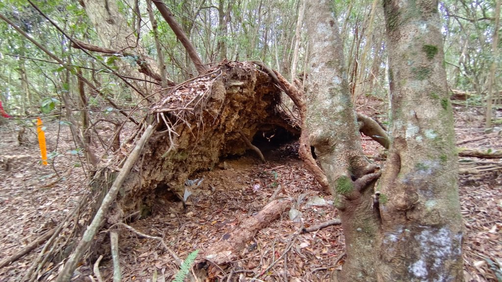守城大山茶園登山口楓葉紅了_1952803