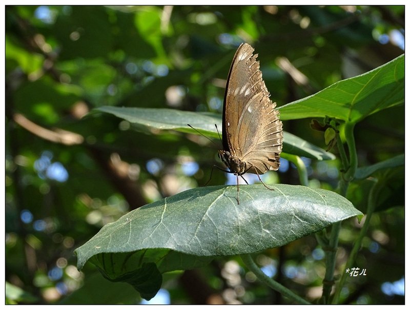 夏日/黃槿的花開_1417590