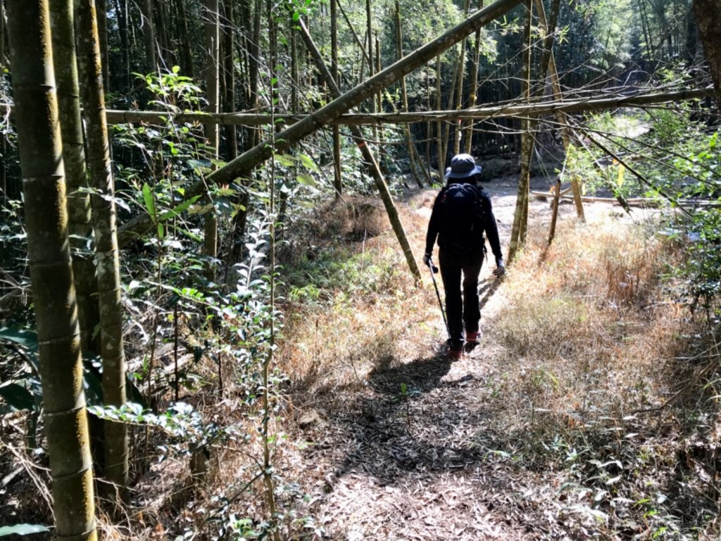 魚池大尖山森與竹的饗宴_1274825