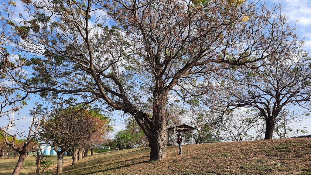 《彰化》堤岸漫步｜大肚溪棒壘場20230114_1995051