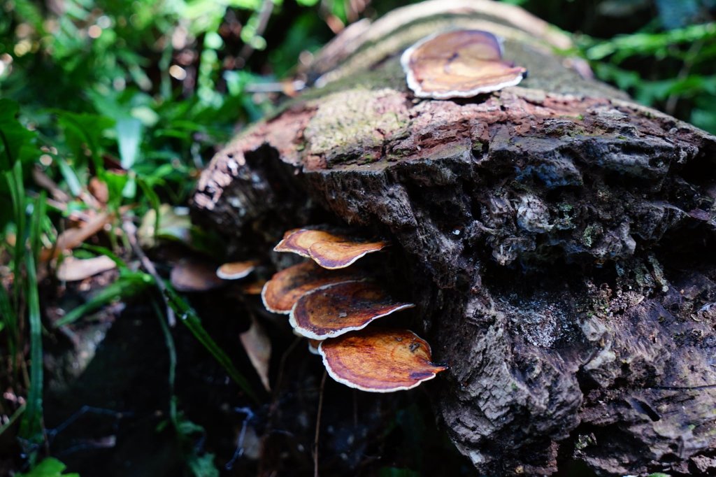 新竹關西鎮 水田林道之貴妃&那結山連走_1539682