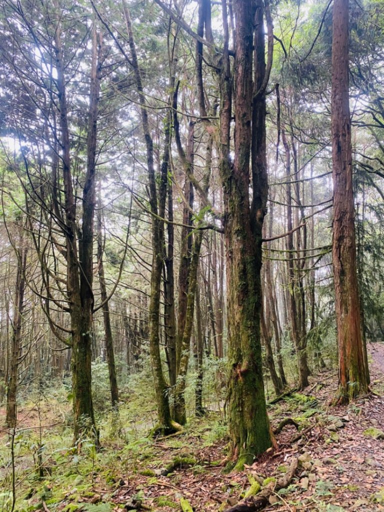 稍來山#39號 雲霧小百岳_1787039