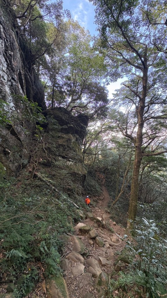 山毛櫸的「最後一舞」_2955400