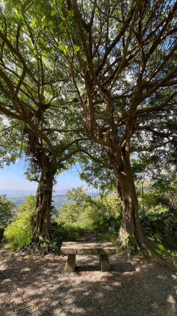 雙湖賞櫻🌸雙獅縱走🦁大小金面山_2944051