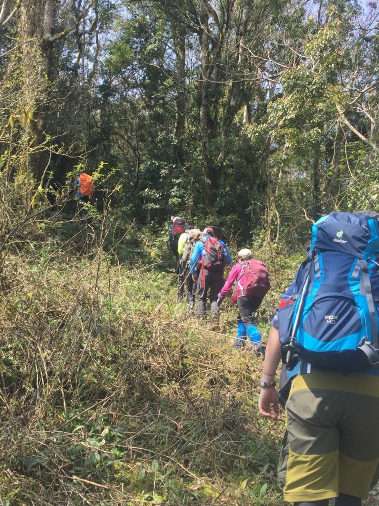 米羅山之木_292365