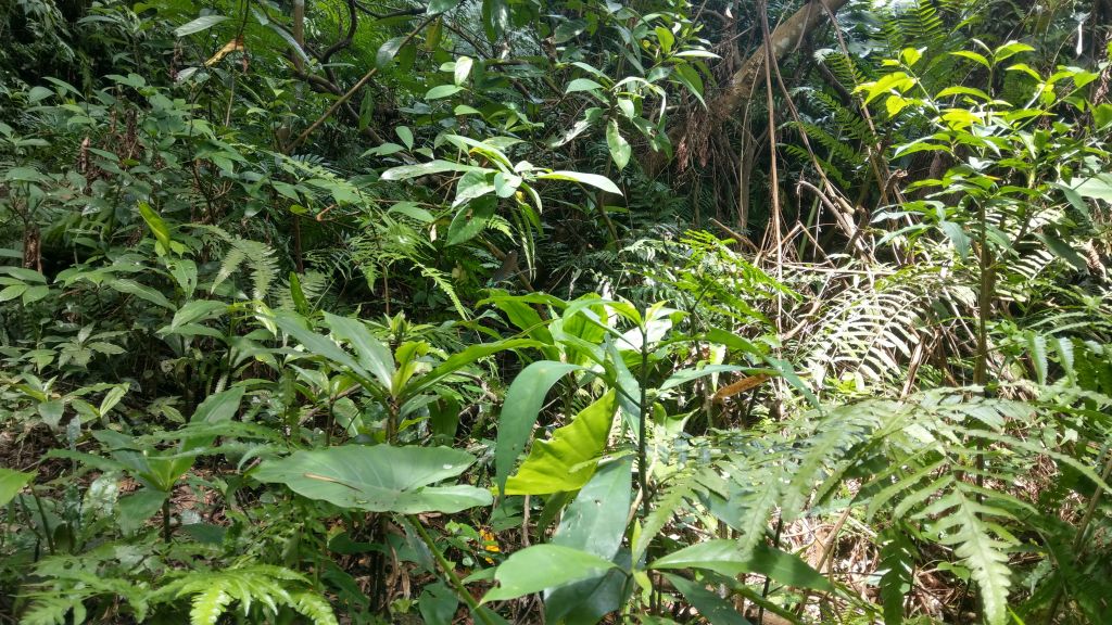 新溪洲山之樂_400385