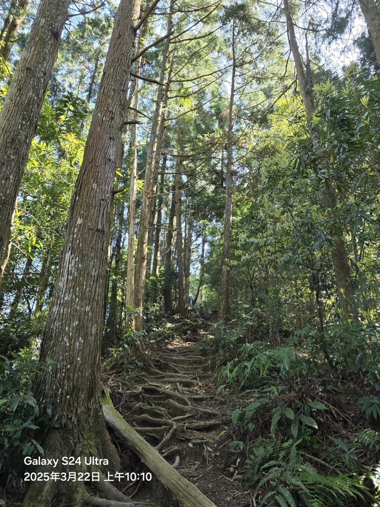 2025-03-22油羅山步道_2743394