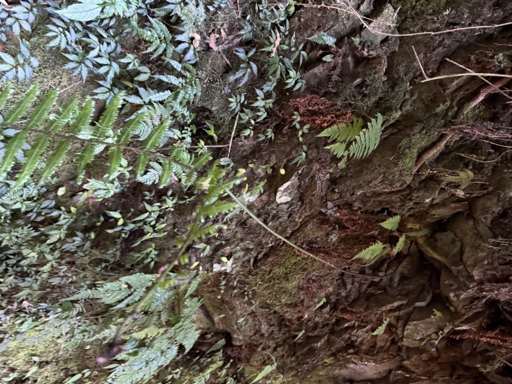 1141122特富野古道_2945914