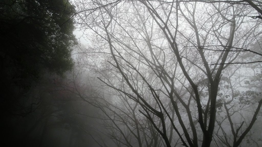 雨中賞櫻、霧裡看花_2036597