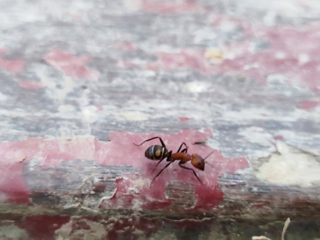 三峽鳶山_2651472