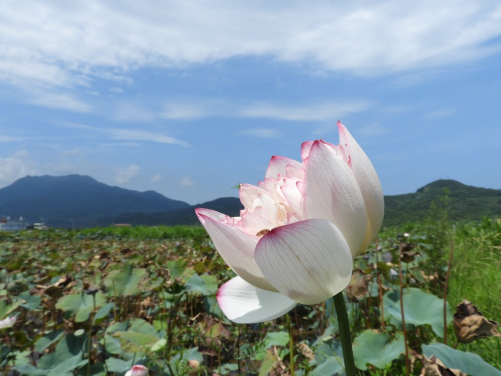 蝶戀花?! 花蝶戀?!封面圖