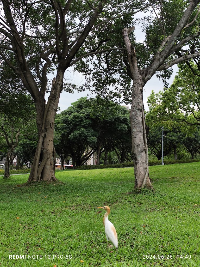 大安森林公園【走路趣尋寶】【臺北健走趣】_2536242
