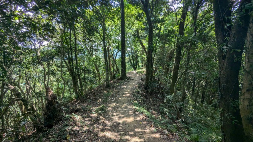 關刀山步道 (出關古道：聖關段)_2532846