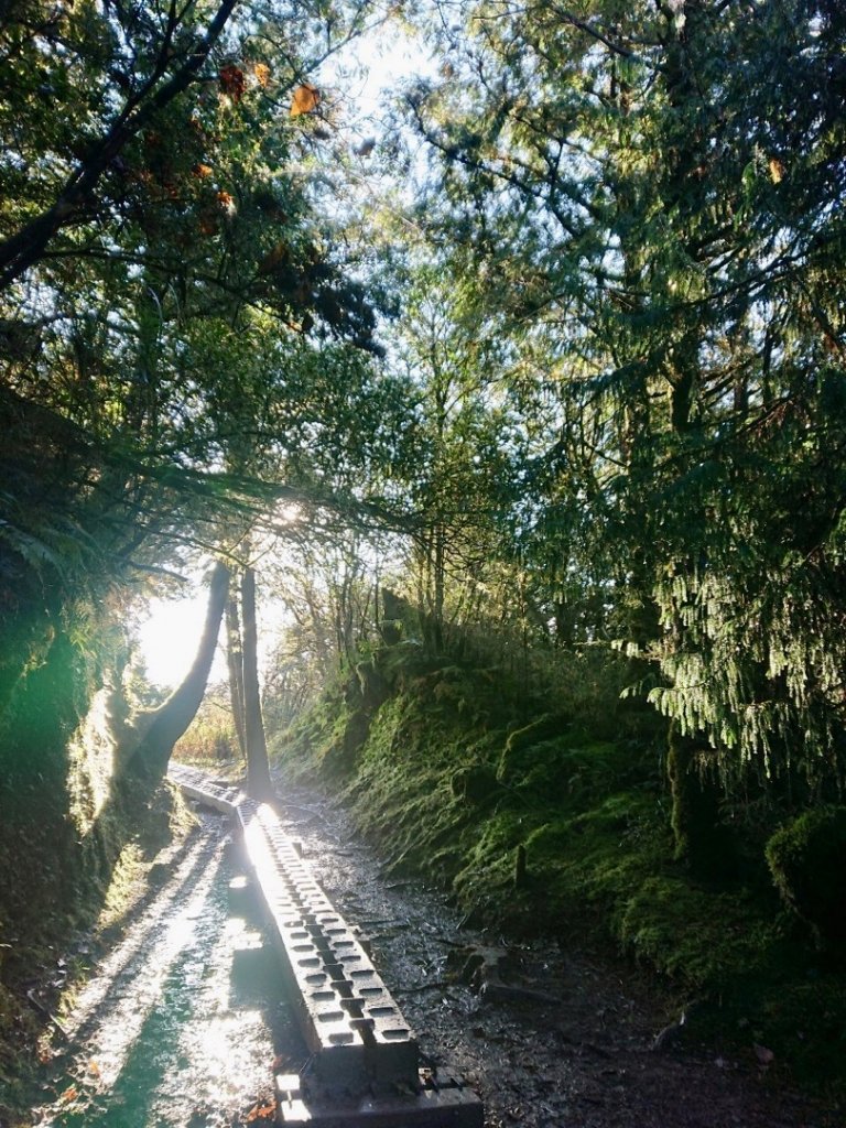 黃金魔幻森林～銅山_1526512