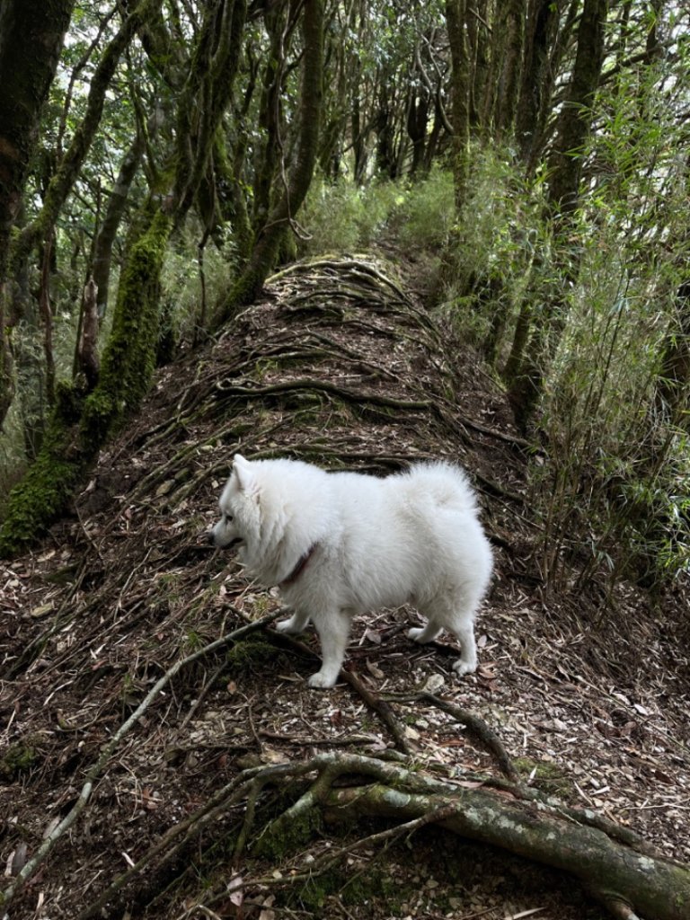 瀧奧山帶銀狐犬走走 2024.1.8封面圖